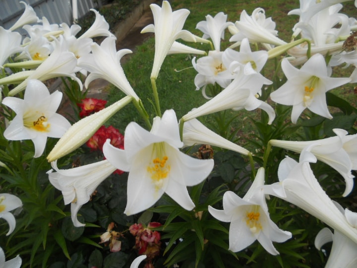 trumpet lily flowers