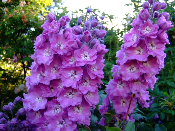 turkish delight delphinium