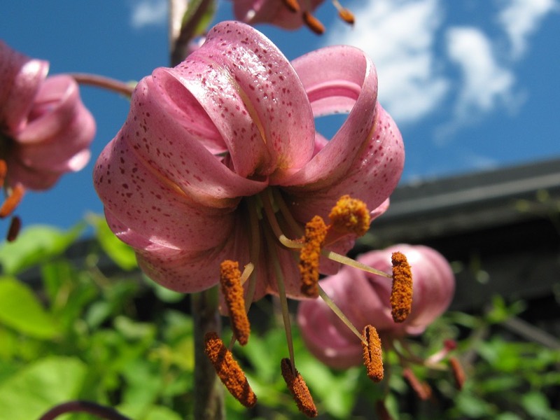 turks cap lily