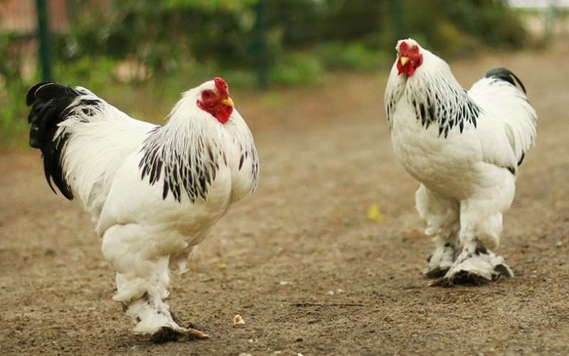 types of cochin chicken breeds