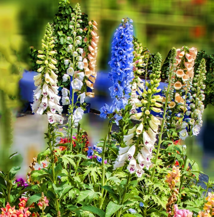 types of delphiniums