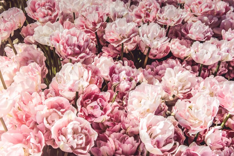 types of peonies