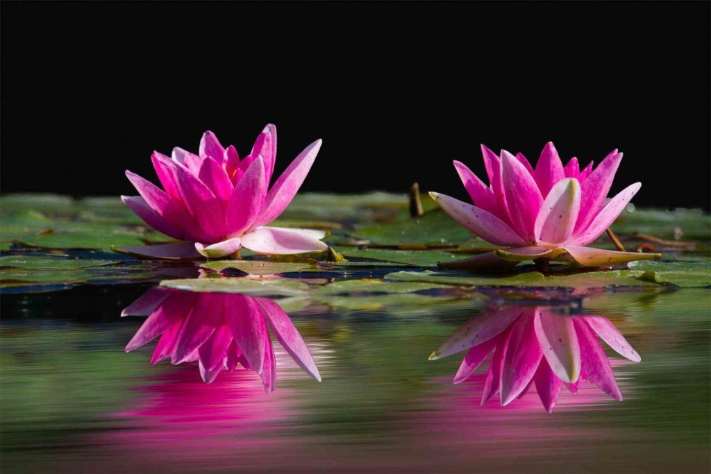 water lilies