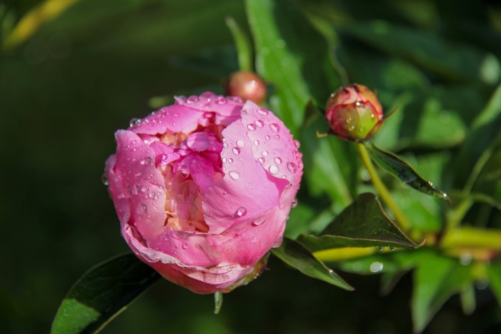 watered peony flower