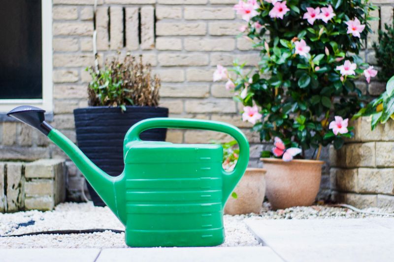 watering cucumbers