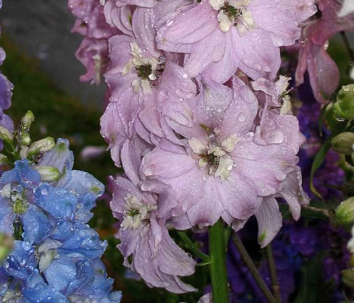 watering delphiniums