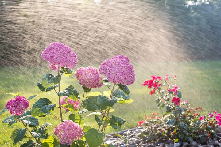 watering hydrangea