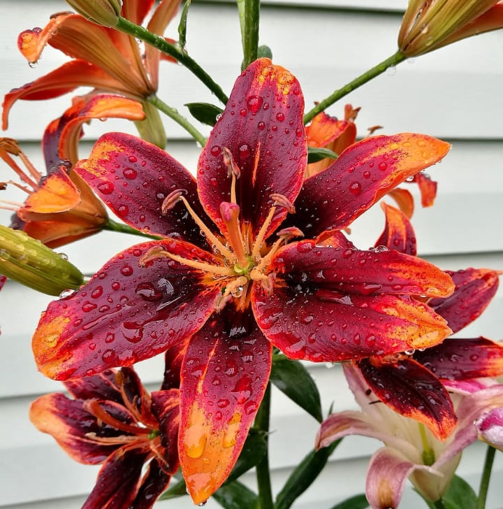 watering lily flowers