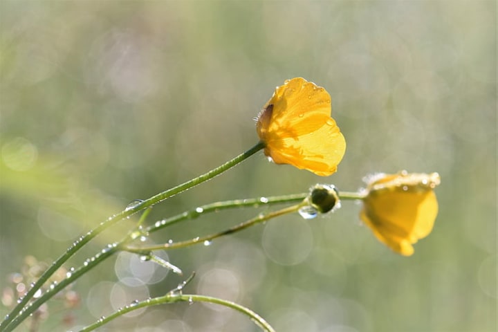 watering ranunculus