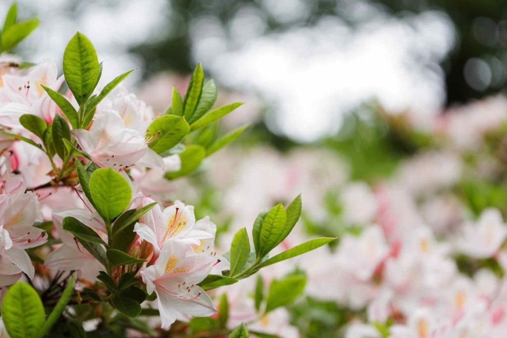 white azalea