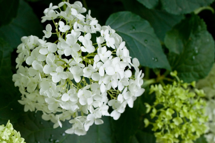 white hydrangea annabelle