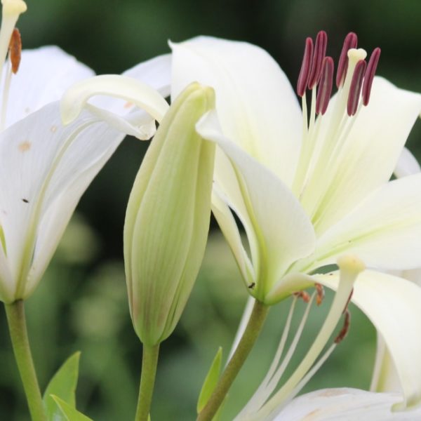 white lily flowers