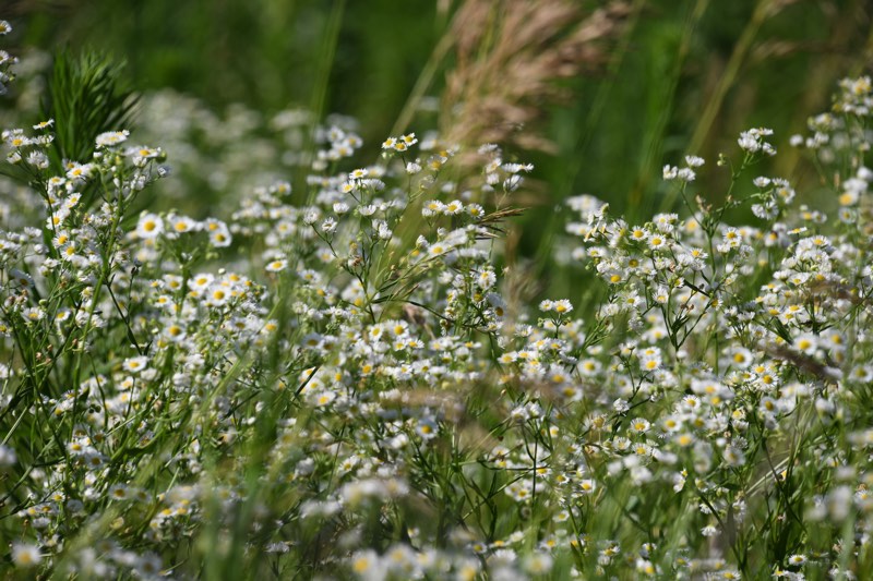 white wildflowers