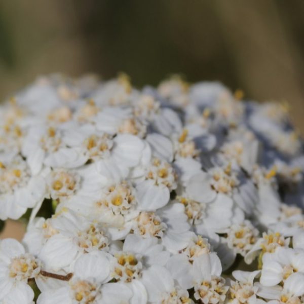 white yarrow flowers