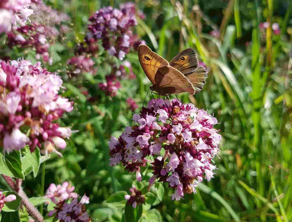 wild marjoram