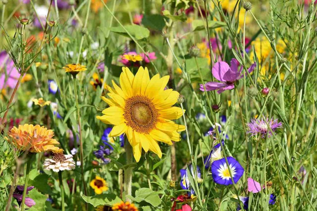 wildflowers meadow