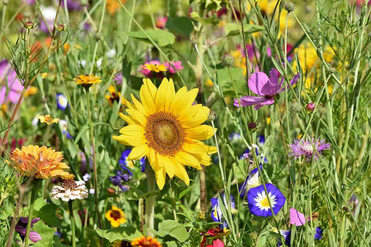 Wildflowers to Plant in Spring for a Summer Color Explosion in Your Yard