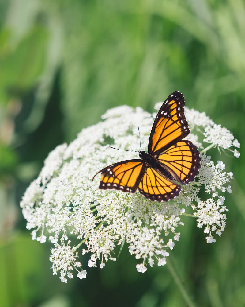 yarrow flower meaning