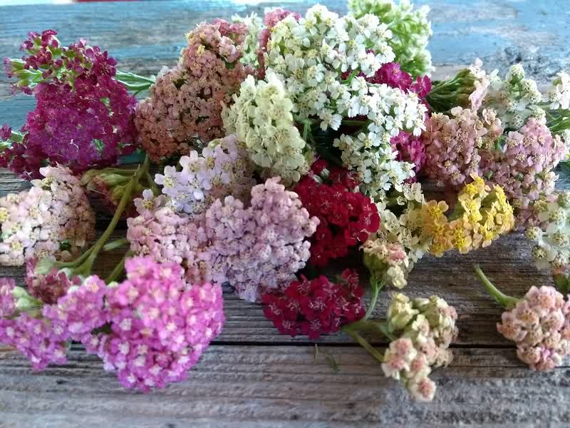 yarrow meaning colors