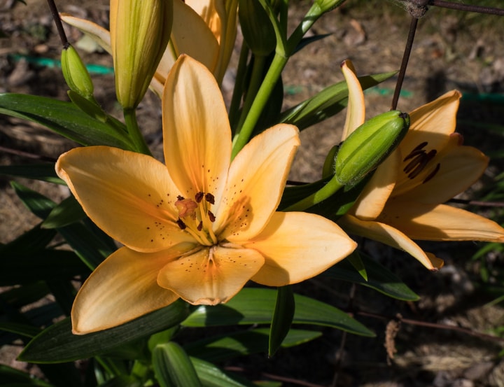 yellow la hybrid lily flower