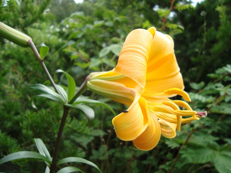 yellow lily flower