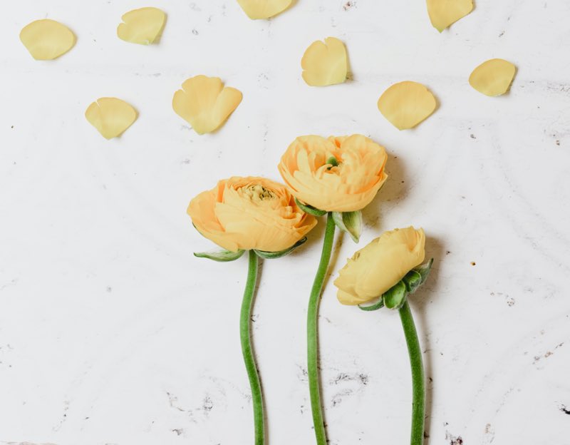 yellow ranunculus