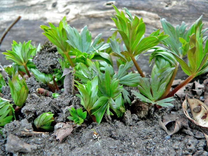 young delphinium plants