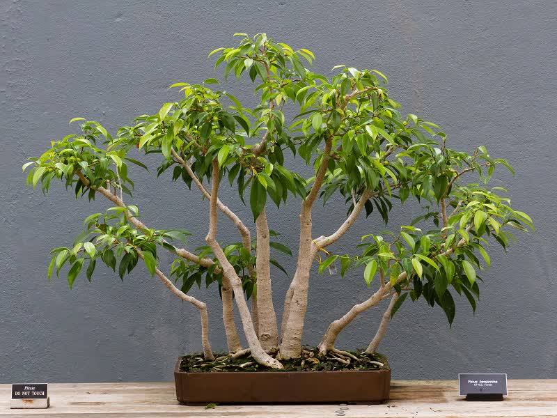 Ficus benjamina bonsai