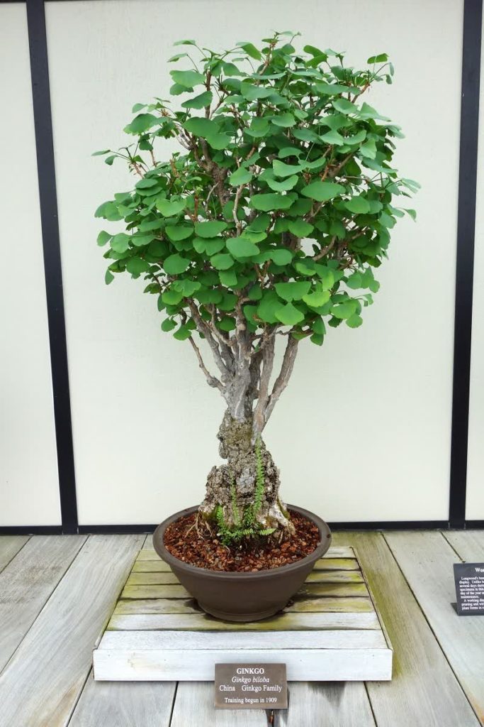 Ginkgo biloba bonsai tree