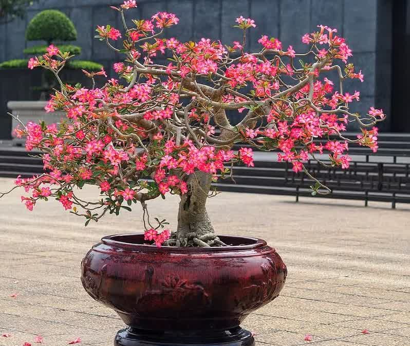 Japanese Cherry Bonsai Tree 1