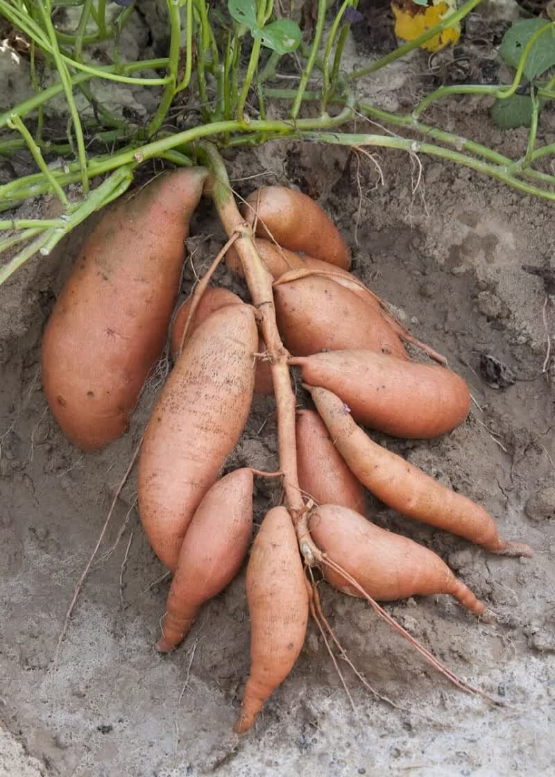 Vardaman Sweet Potato Plants