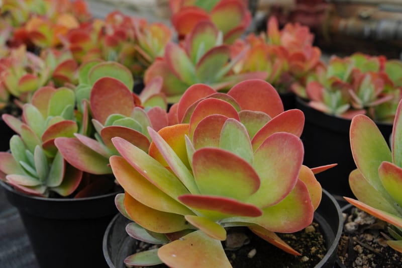 all types of succulents paddle plant