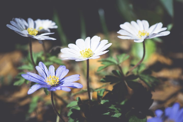 anemone blanda flower