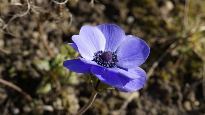 anemone coronaria