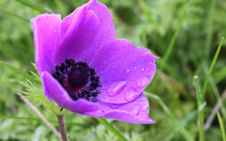 anemone de caen