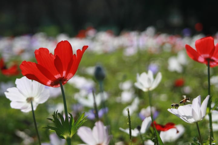 Blue Anemone, eye catching spring beauties