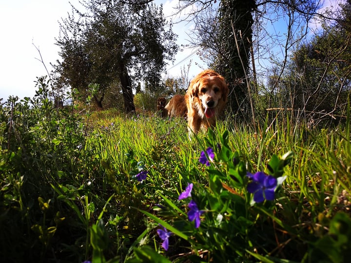 anemone flowers are poisonous to dogs