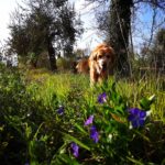 anemone flowers are poisonous to dogs