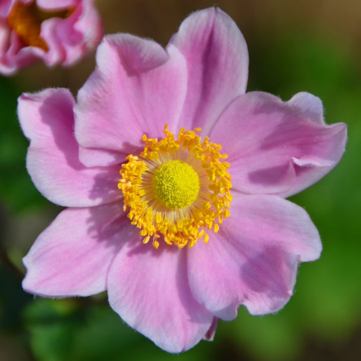 anemone hadspen abundance