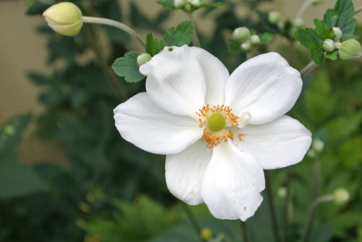 anemone japonica