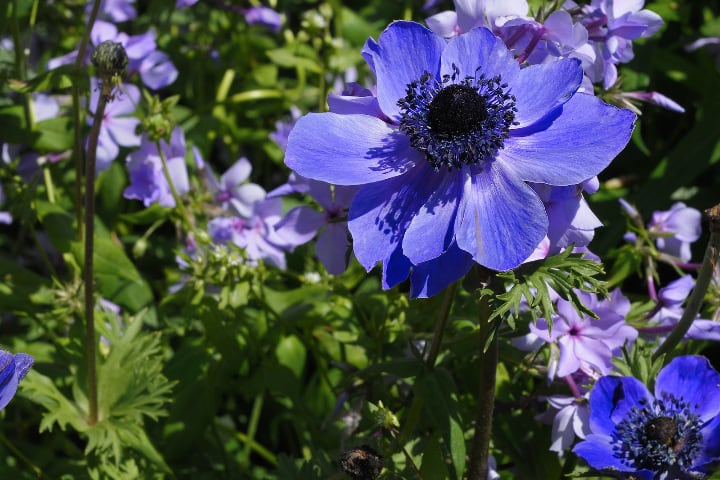 anemone mr fokker