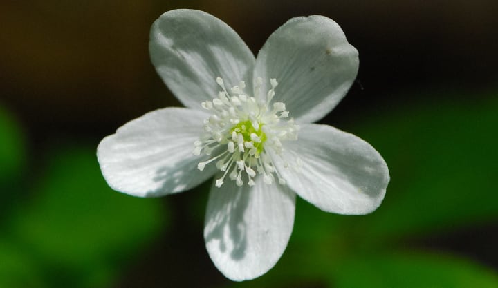 anemone quinquefolia