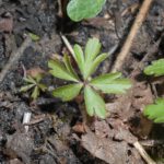 anemone seedling