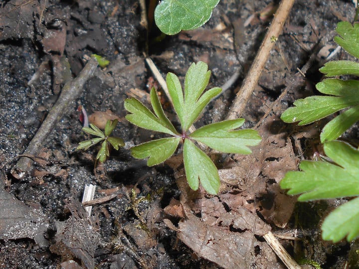 Anemone Flowers Easy Guide How to Grow Anemones in 2022