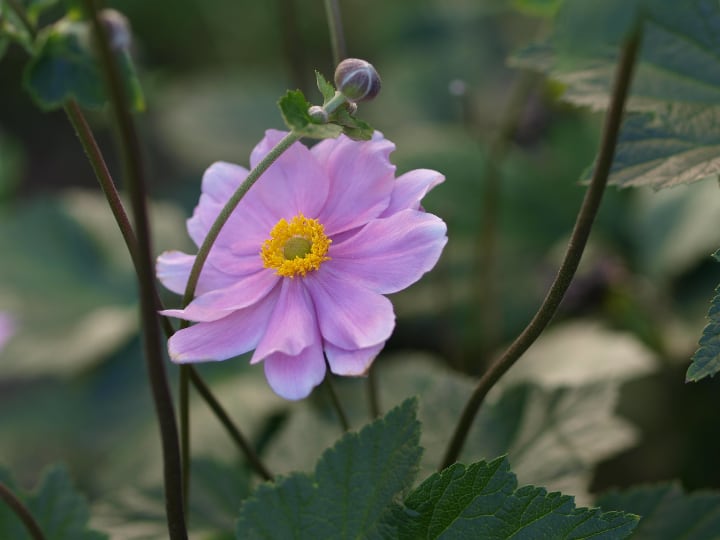 anemone serenade