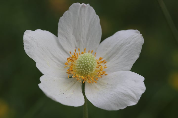 anemone sylvestris