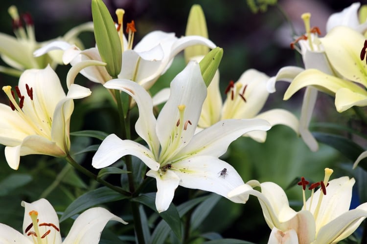 Are Lilies Toxic to Dogs