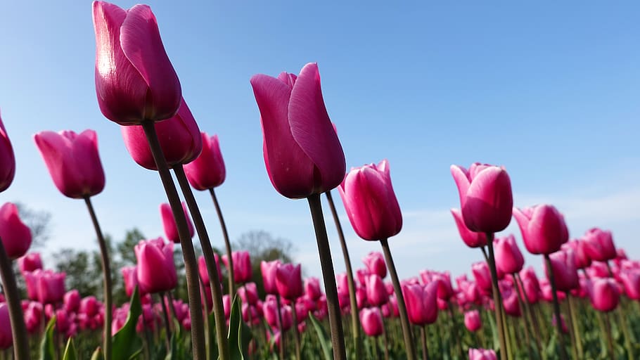 Are Tulips Toxic to Cats