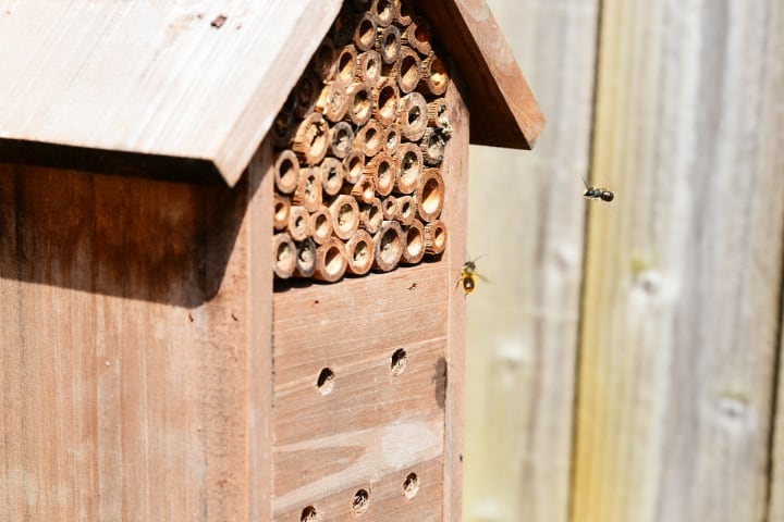 attracting bees to your bees house