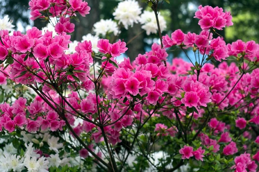 azalea care